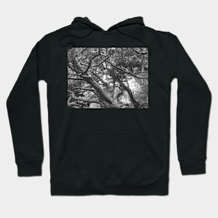 Enchanted Tree Hoodie